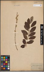 Foto von Salix cinerea L.